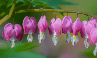 Bleeding Heart