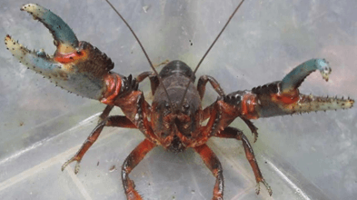 Mountain Freshwater Crayfish