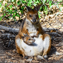 Red-legged Pademelon