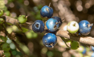 Blue Quandong