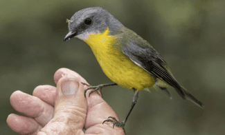 Eastern Yellow Robin